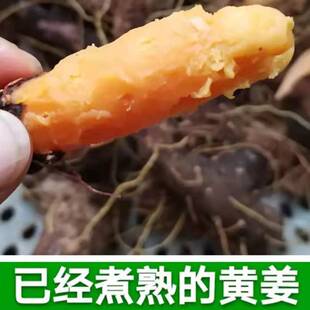 陕南野生黄姜秦巴腹地野生大火头根新鲜熟黄姜火藤根下火药食同源