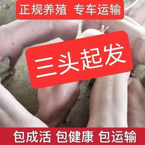 正宗新美系长白英系大白二元三元育肥猪丹系长白母猪长大二元母猪