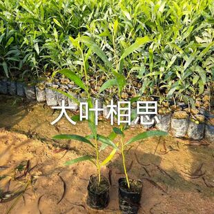 大叶相思树苗耳叶相思树种植活苗马占大叶相思树苗绿化造林常绿树