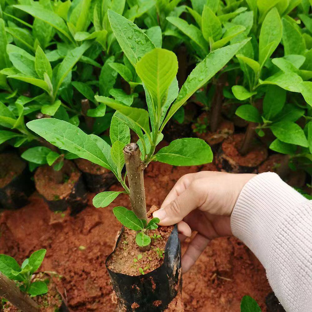 正宗南非叶树苗精壮将军叶苦叶茶四季绿植扁桃斑鸠菊新鲜干叶茶苗