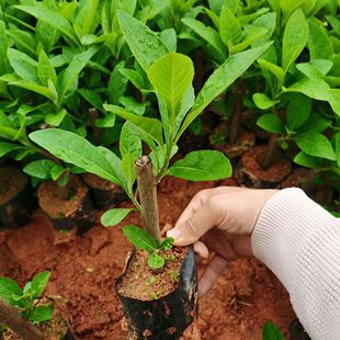 正宗南非叶树苗精壮将军叶苦叶茶四季绿植扁桃斑鸠菊新鲜干叶茶苗
