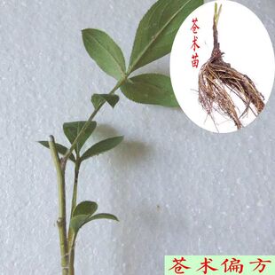 陕西苍术苗野生苗朱砂点苍术种子全芽头苍术种植苗苍术种籽中药材