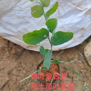 银叶金合欢树苗合欢小树苗秧苗澳洲银合欢树苗珍珠银合欢苗风景树