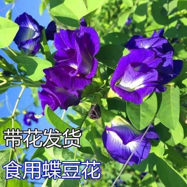 植物食用蝶豆花苗盆栽蓝蝴蝶花苗蓝色妖姬盆栽带花发货四季开花