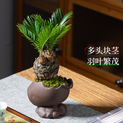 稀有多头铁树盆景室内书房好养新中式禅意植物盆栽四季常青绿植