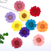 树叶贴画 植物标本 干花书签滴胶手机壳 干花押花压花diy 黄晶菊