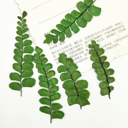 铁线蕨干花diy天然手机壳diy