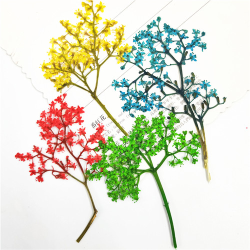 植物标本植物标本树叶