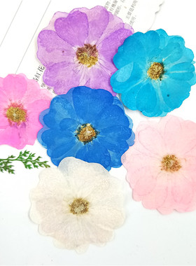 干花压花植物标本压花