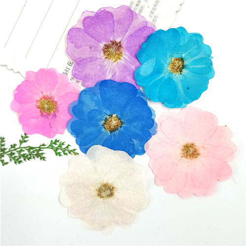 干花压花植物标本压花