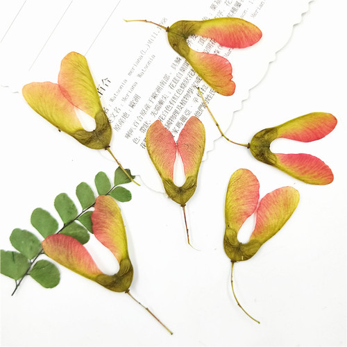 天然压花野生植物干花植物标本