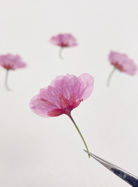 樱花侧压带枝樱花标本DIY材料