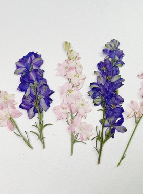 带枝飞燕押花植务标本手工diy