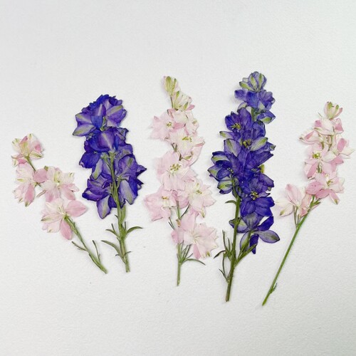 带枝飞燕押花植务标本手工diy