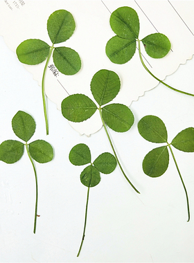 三叶草特价花 真树叶标本 树叶贴画押花压花干花书签蜡烛滴胶干花