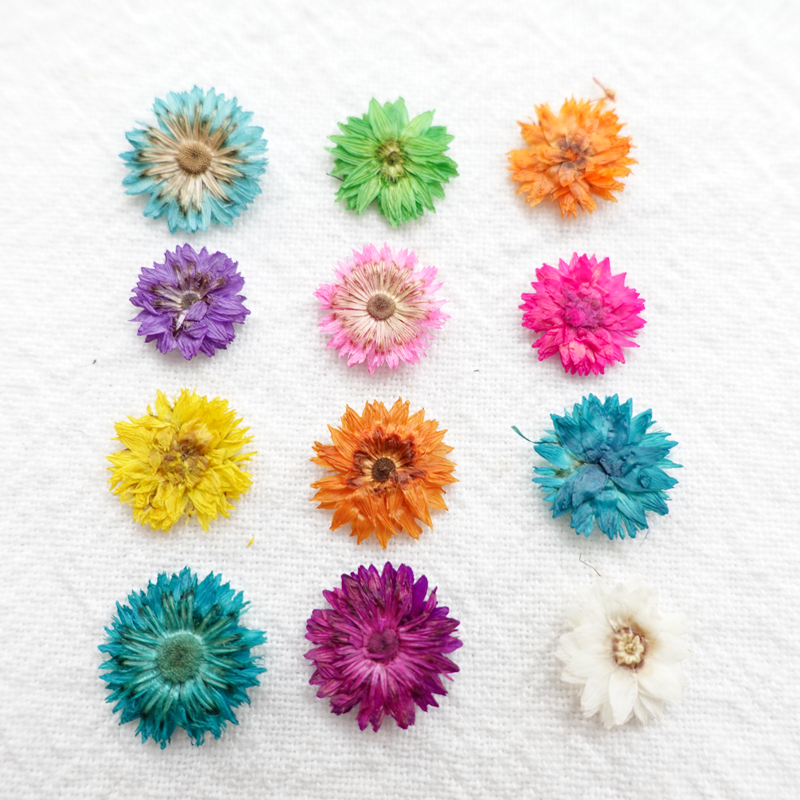 相亲香青干花材料植物标本