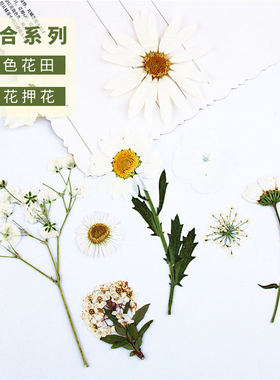 白色系花朵组合 干花手工压花材料包 植物标本玛格丽特白晶菊蕾丝