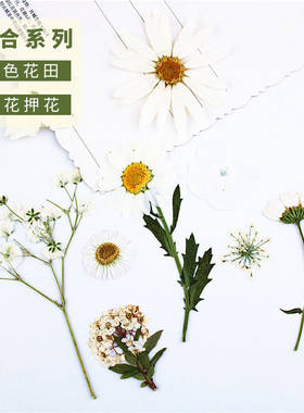 花朵干花压花材料标本玛格丽特