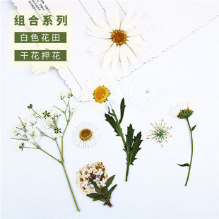 白色系花朵组合 植物标本玛格丽特白晶菊蕾丝 干花手工压花材料包