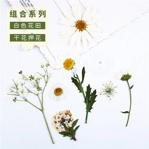 花朵干花压花材料标本玛格丽特