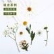 白色系花朵组合 植物标本玛格丽特白晶菊蕾丝 干花手工压花材料包