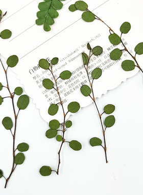 千叶吊兰  真树叶标本 植物叶片 压花台灯 干花押花书签 绿色叶片