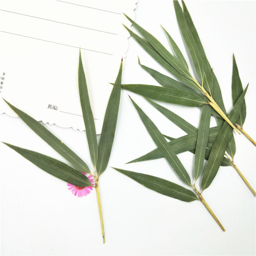 竹叶手工干花压花装饰植物标本