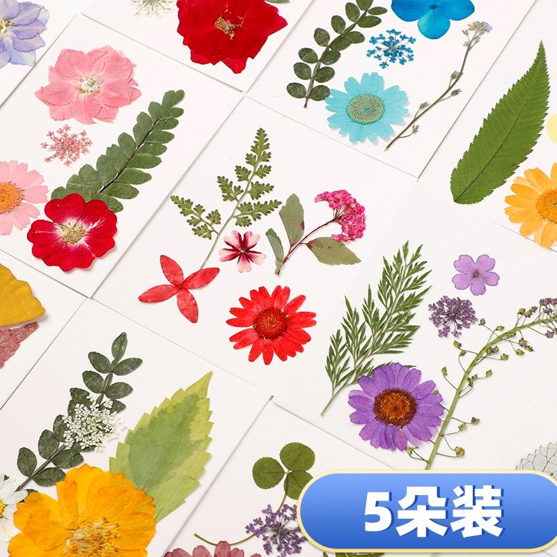 天然植物真树叶拼贴画材料包干花