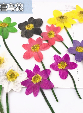 银莲花 报喜鸟花干花押花香薰蜡片蜡烛压花台灯 植物标本花事未了