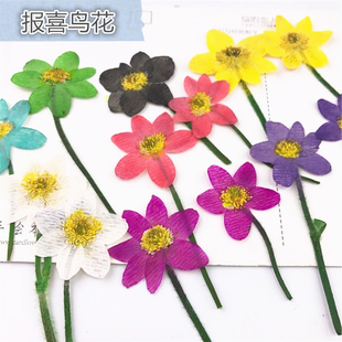 银莲花 报喜鸟花干花押花香薰蜡片蜡烛压花台灯 植物标本花事未了