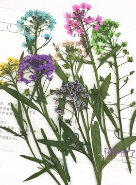 香雪球材料滴胶diy植物教学干花
