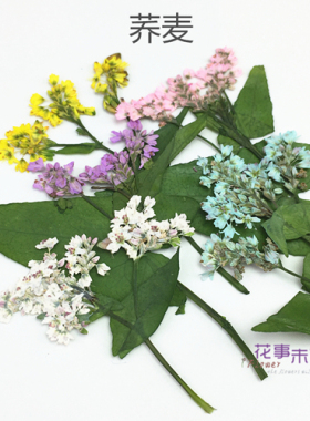 染色荞麦押花压花干花花事未了