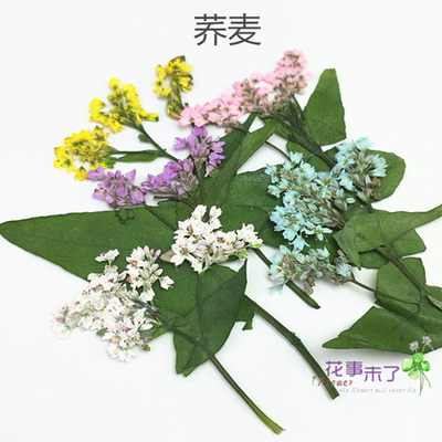 染色荞麦押花压花干花花事未了