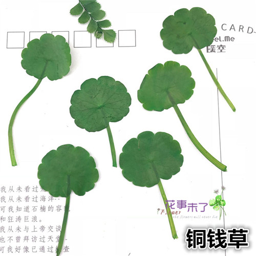 植物标本植物标本树叶