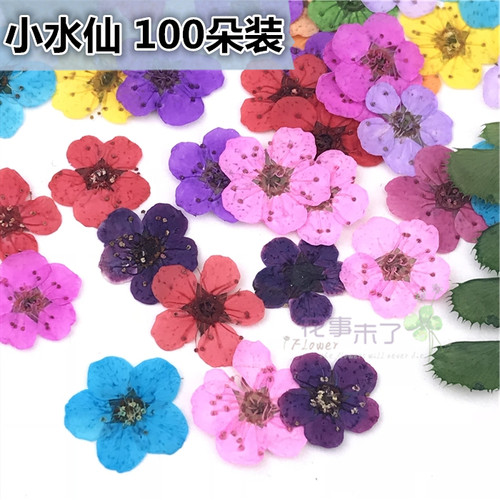 小水仙植物标本滴胶儿童diy干花