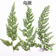 绿乌蕨押花压花真花真树叶贴画材料干花手机壳香薰蜡片植物标本