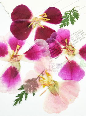 干花压花植物标本压花