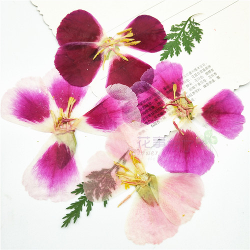 干花压花植物标本压花