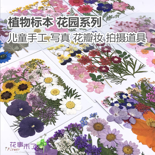 植物标本干花书签素材模板 植物标本干花书签图片下载 小麦优选