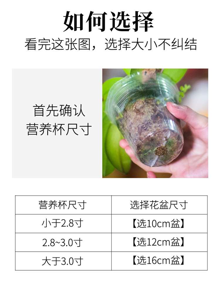 蝴蝶兰花盆蝴蝶兰专用花盆透气套盆控根盆营养钵育苗杯养兰花花盆