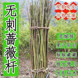 无刺蔷薇杆子砧木带根季攀爬月季嫁接棒棒糖嫁独杆实生根山木包邮