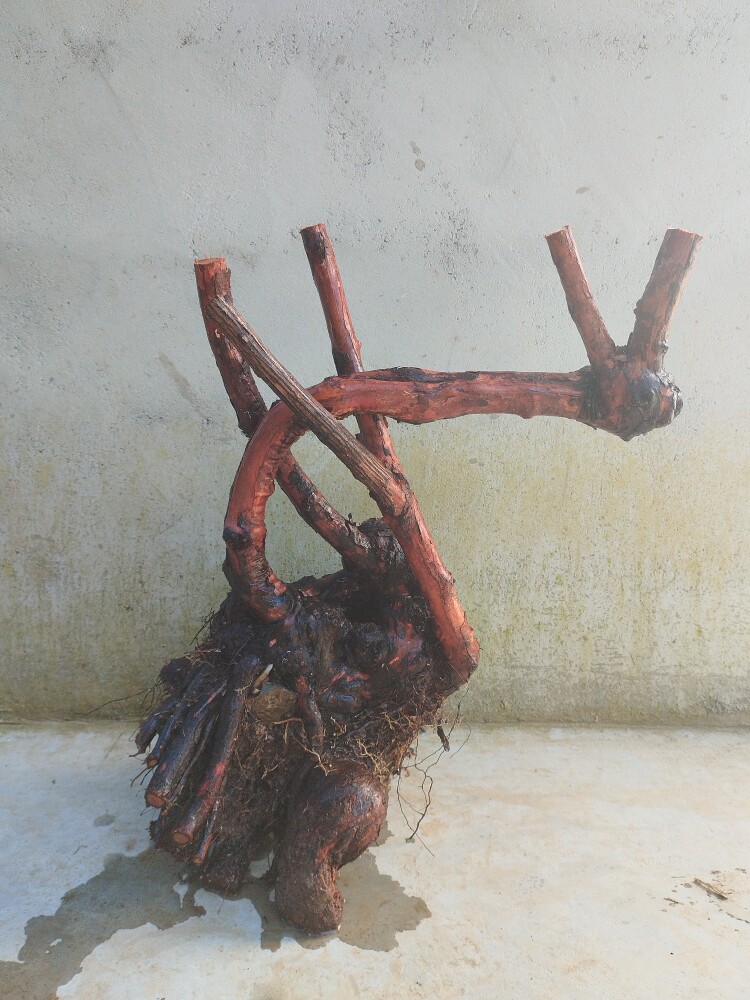 山木香老桩嫁接月季花玫瑰蔷薇花苗砧木庭院盆景树桩果汁躲藏月季