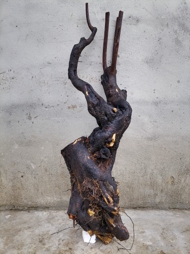 盆景金弹子熟桩.练手桩老桩母桩金单蛋子火棘挂果母桩盆景素材,鲜花速递/花卉仿真/绿植园艺,造型盆景,淘宝优惠券,粉丝福利购,淘宝优惠卷