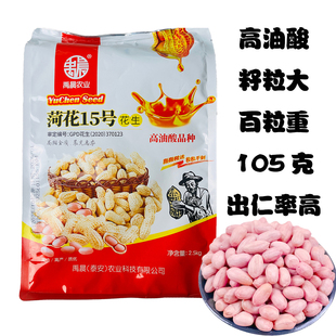 山东禹晨新品种高产手剥花生种子大果菏花15号大白沙皮薄高产抗病