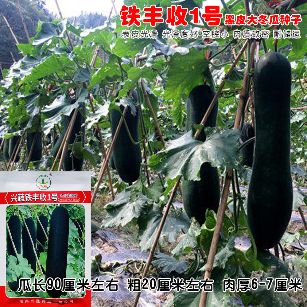 铁丰收1号冬瓜种子中晚熟耐寒耐热综合抗病强肉腔小肉紧密高产