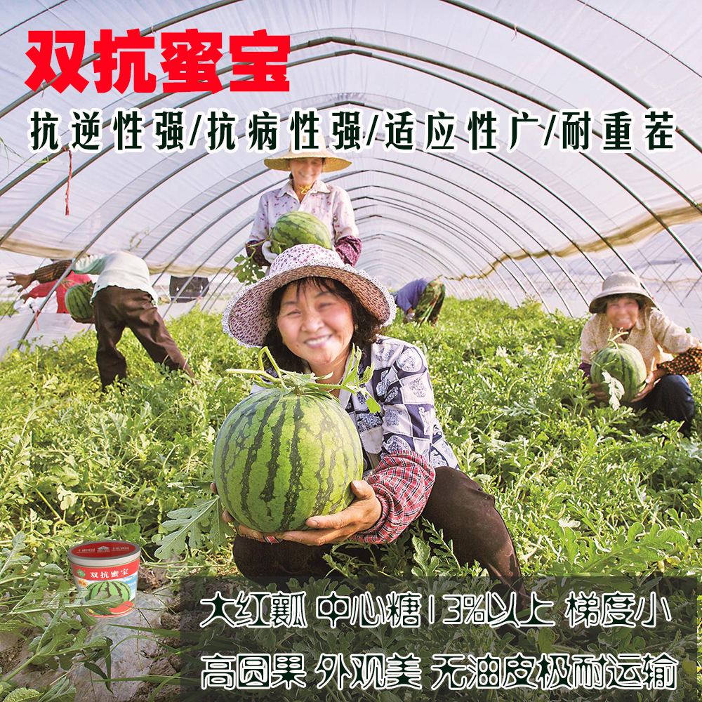 双抗蜜宝西瓜种子抗逆性强抗病强耐重茬高圆果耐运输甜度高西瓜籽