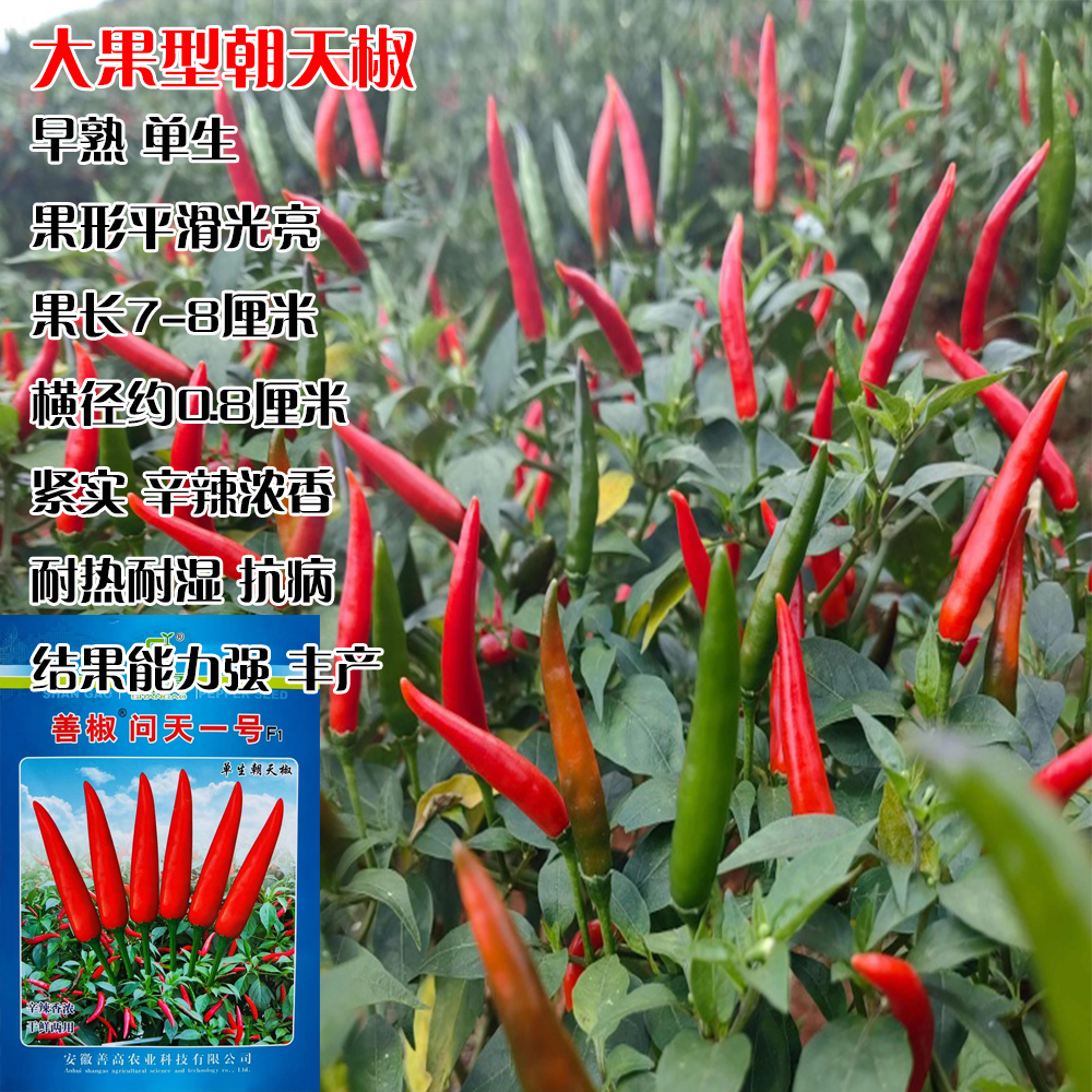 问天一号朝天椒种子大果型特大号高产耐热耐湿结果能力强早熟单生