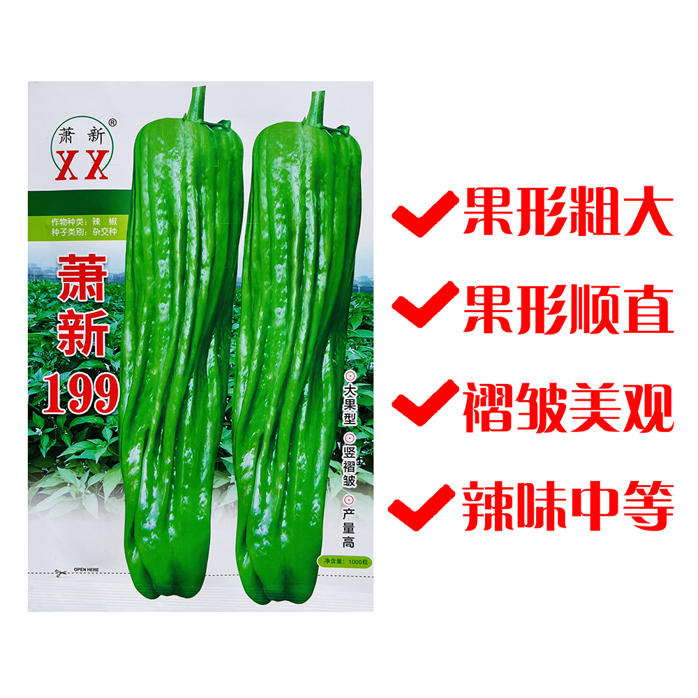 果形粗大早熟薄皮泡椒种子新品果形美观辣味中等长灯笼形辣椒种籽