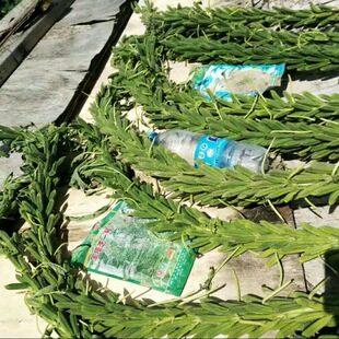 宝塔芝一号白芝麻种子蒴果密果大高产高油白芝麻黑芝麻耐旱宜稀植