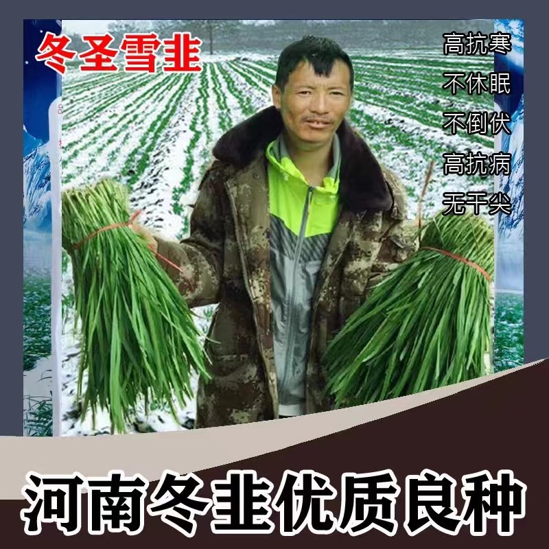 韭菜种子冬圣雪韭不干尖杂交雪韭菜种籽不倒伏长势快抗寒高产抗病